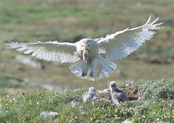 Мелодии тундры 2021
